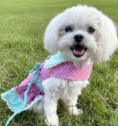 Doggie Design Polka Dot & Lace Dog Dress, Pink/Teal, Medium slide 2 of 3