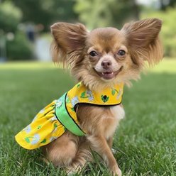 Doggie Design Ladybugs & Daisies Dog Dress, Yellow, Small slide 2 of 4