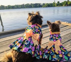 Doggie Design Fiesta Floral Dog Dress, Large slide 2 of 5