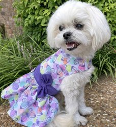 Doggie Design Purple Butterfly Dog Dress, Medium slide 2 of 3