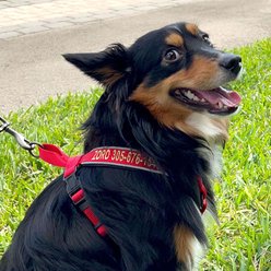 Pawtitas Personalized Reflective Dog Harness, Orchid, X-Small: 15 to 18-in chest slide 2 of 8