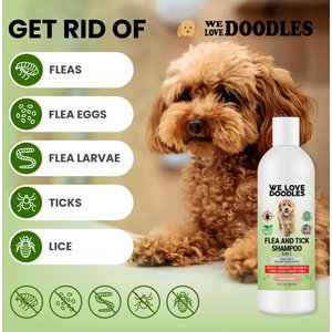 We Love Doodles 5-in-1 Flea & Tick Peppermint Dog Shampoo, 16-fl oz bottle
