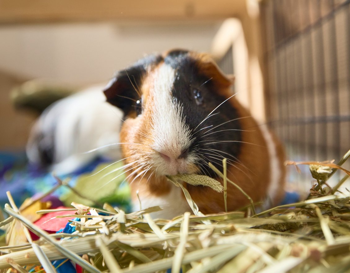Photo inspiration: Gallery Detail: Guinea Pig Supplies Accessories