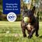 Show in main carousel: Chewy Made Colorful Fetch Squeaky Tennis Ball Dog Toy, Medium, 3 count slide 5 of 8