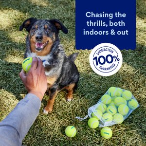 Chewy Made Fetch Squeaky Yellow Tennis Ball Dog Toy, Medium, 20 count