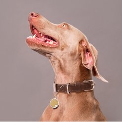 myfamily Ginevra Dog Collar, Brown, XX-Large: 19 to 23-in neck, 1-in wide slide 2 of 5