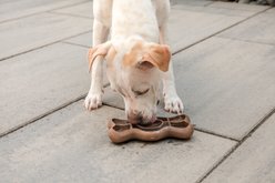 GURU Licky Bone Dog Toy slide 2 of 9