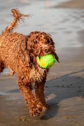 GURU Tennis Max Ball Dog Toy, Large slide 2 of 5