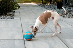 GURU Bobble Ball Treat Dispensing Dog Toy, Large slide 2 of 9
