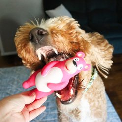 Rascals by Coastal Latex Squeaky Tough Chew Dog Toy, Cheeky Bear slide 2 of 6