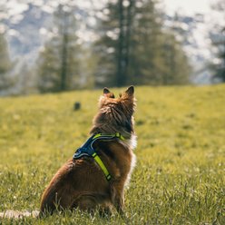 myfamily Memopet H Dog Harness, Blue/Green, X-Large: 31.5 to 44.5-in chest slide 2 of 6