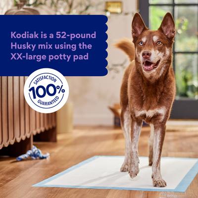 Show full view: Chewy Made XXL Premium Dog Training & Potty Pads (FORMERLY FRISCO), 27.5 x 44-in, Unscented, 100 count slide 6 of 10