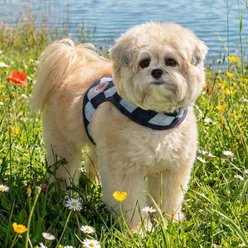 Pinkaholic New York Solene Jacket Stylish Argyle Pattern No-Pull Dog Harness, Navy, Small: 10.9-in chest slide 2 of 4