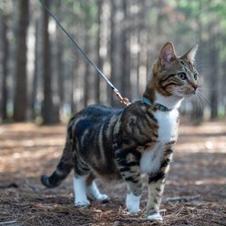 Rogz Urbancat Control Cat Harness & Lead, Small: 6-ft long, 3/8-in wide, Olive Twist slide 2 of 4