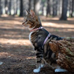 Rogz Urbancat Control Cat Harness & Lead, Small: 6-ft long, 3/8-in wide, Gold Rush slide 2 of 4