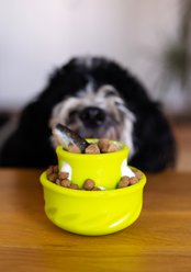 Totally Pooched Puzzle'n Play Mushroom for Slow & Raw Feeding Treat-Dispenser Dog Toy, Green, Large: 4 x 3.5-in slide 2 of 8