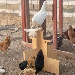 Harvest Lane Farms Tierd Chicken Perch slide 2 of 3