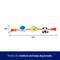 Show in main carousel: Frisco Sports Baseball, Tennis & Soccer Plush with Rope Squeaky Dog Toy, Medium/Large slide 2 of 8