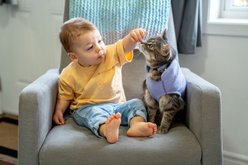 RC Pets Primary Kitty Breakaway Nylon Reflective Cat Collar with Nickle Plated Bell, 8 to 10-in neck, 1/2-in wide, Lilac slide 2 of 7
