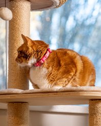 RC Pets Kitty Breakaway Nylon Reflective Cat Collar, 8 to 10-in neck, 1/2-in wide, Cat-titude slide 2 of 6