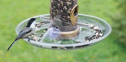 Aspects QuickClean Seed Wild Bird Tray Feeder Accessory, Clear, 10-in