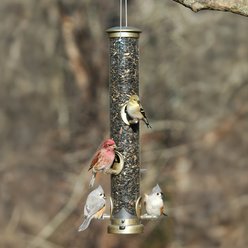 Aspects Wild Bird Seed Tube Feeder, Antique Brass/Clear, Large: 1.75-qt