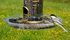 Aspects QuickClean Bigfoot Wild Bird Round Seed Tray Feeder Accessory, Clear, 12-in