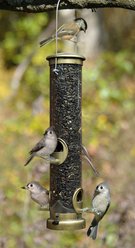 Aspects Wild Bird Seed Tube Feeder, Antique Brass/Clear, Medium: 1.25-qt
