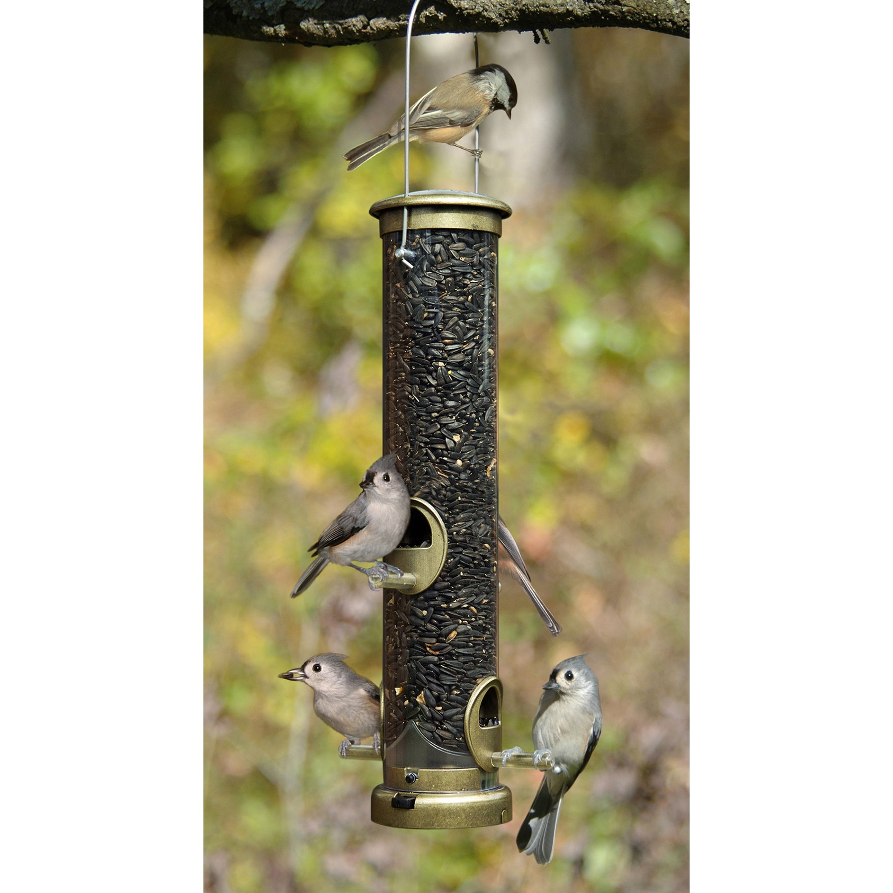 Aspects Wild Bird Seed Tube Feeder, Antique Brass/Clear, Medium: 1.25-qt