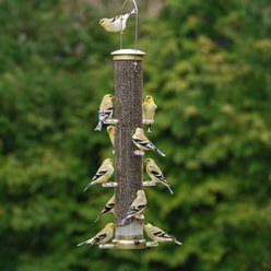 Aspects Wild Bird Finch Tube Feeder, Antique Brass/Clear, Large: 1.75-qt