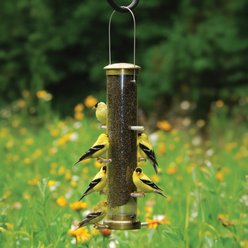 Aspects Wild Bird Finch Tube Feeder, Antique Brass/Clear, Medium: 1.25-qt