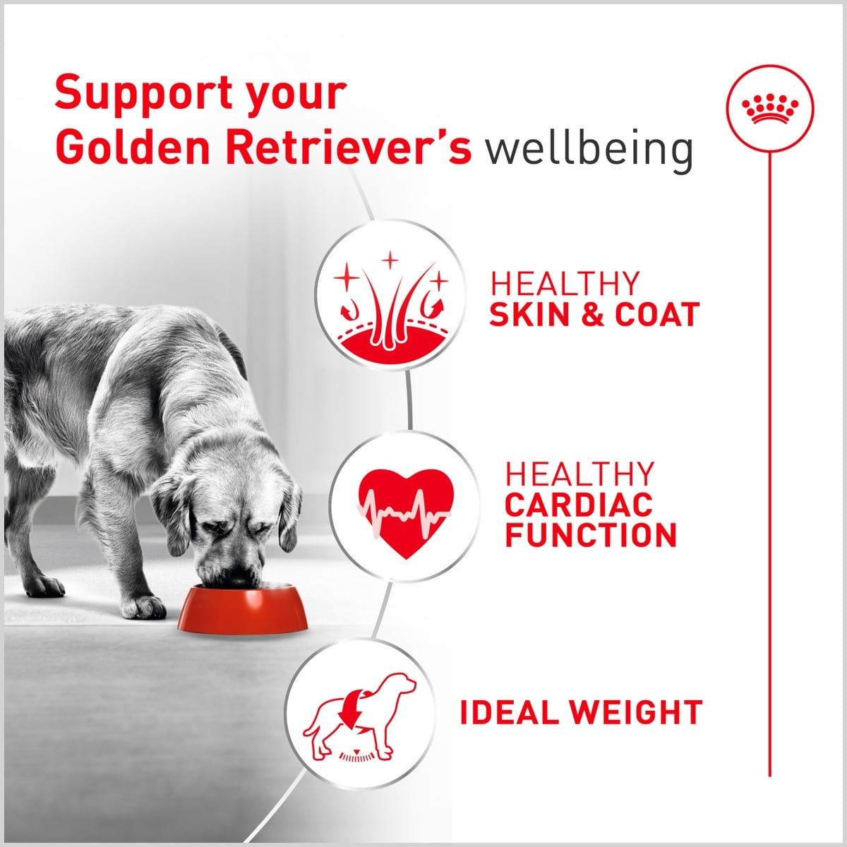 Royal Canin Golden Retriever Adult Dry Dog Food (Free Shipping