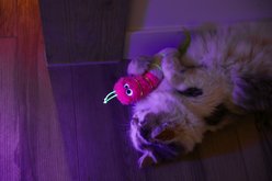 Quirky Kitty Glowing Forest Worm Cat Kicker Toy with Catnip, Multicolor slide 2 of 4