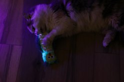 Quirky Kitty Quirky Kitty Glowing Forest Night Owl Cat Kicker Toy with Catnip, Multicolor slide 2 of 4
