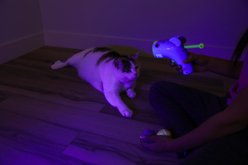 Quirky Kitty Glowing Forest Mouse Interactive Cat Launchers Toy with Catnip, Multicolor, 3 count slide 2 of 5