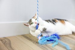 Quirky Kitty Cooling Ocean Shark Cat Teasers Wands Toy with Catnip, Multicolor slide 2 of 5