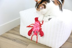 Quirky Kitty Cooling Ocean Lobster Cat Kicker Toy with Catnip, Multicolor slide 2 of 4