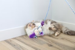 Quirky Kitty Cooling Ocean Manata Ray Cat Teasers Wands Toy with Catnip, Multicolor slide 2 of 5