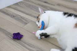 Quirky Kitty Cooling Ocean Fish Bowl Cat Plush Toy with Catnip, Multicolor, 8 count slide 2 of 4