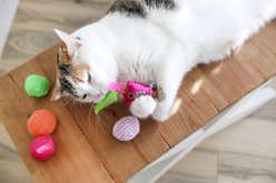 Quirky Kitty Bubble Gum Cat Plush Toy with Catnip, Multicolor, 7 count slide 2 of 3