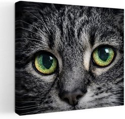 Trend Board Life Cat Eyes Exclusive Canvas Wall Art Pet Gift Decor, Multicolor, 18 x 18-in