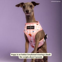 Lucy & Co. Sipping Slowly Reversible Dog Harness, Medium: 17 to 23-in chest slide 2 of 8