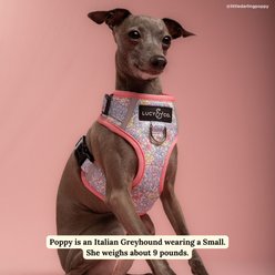 Lucy & Co. Ditsy Daydream No-Pull Dog Harness, Small: 14 to 18-in chest slide 2 of 7
