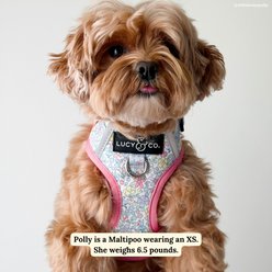 Lucy & Co. Ditsy Daydream No-Pull Dog Harness, X-Large: 23 to 32-in chest slide 2 of 7