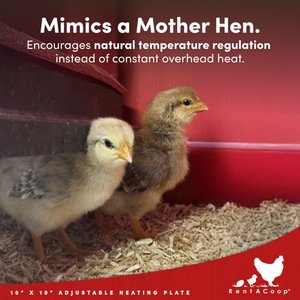 RentACoop Chick Brooder Heating Plate & Anti-Roost Cone Set, 10 x 10-in, 15 watt
