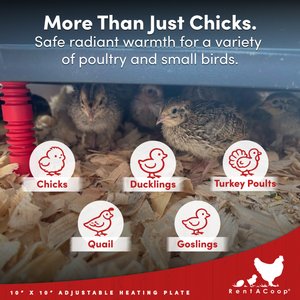 RentACoop Chick Brooder Heating Plate, 10 x 10-in, 15 watt