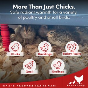 RentACoop Chick Brooder Heating Plate, 12 x 12-in, 22 watt