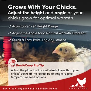 RentACoop Chick Brooder Heating Plate, 12 x 12-in, 22 watt