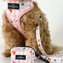 Lucy & Co. Sipping Slowly Dog Leash, Large: 5-ft long, 1-in wide slide 2 of 6