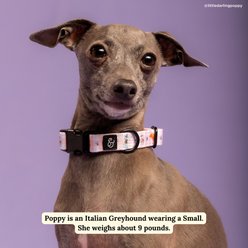 Lucy & Co. Sipping Slowly Dog Collar, Small: 8 to 14-in neck, 1/2-in wide slide 2 of 5
